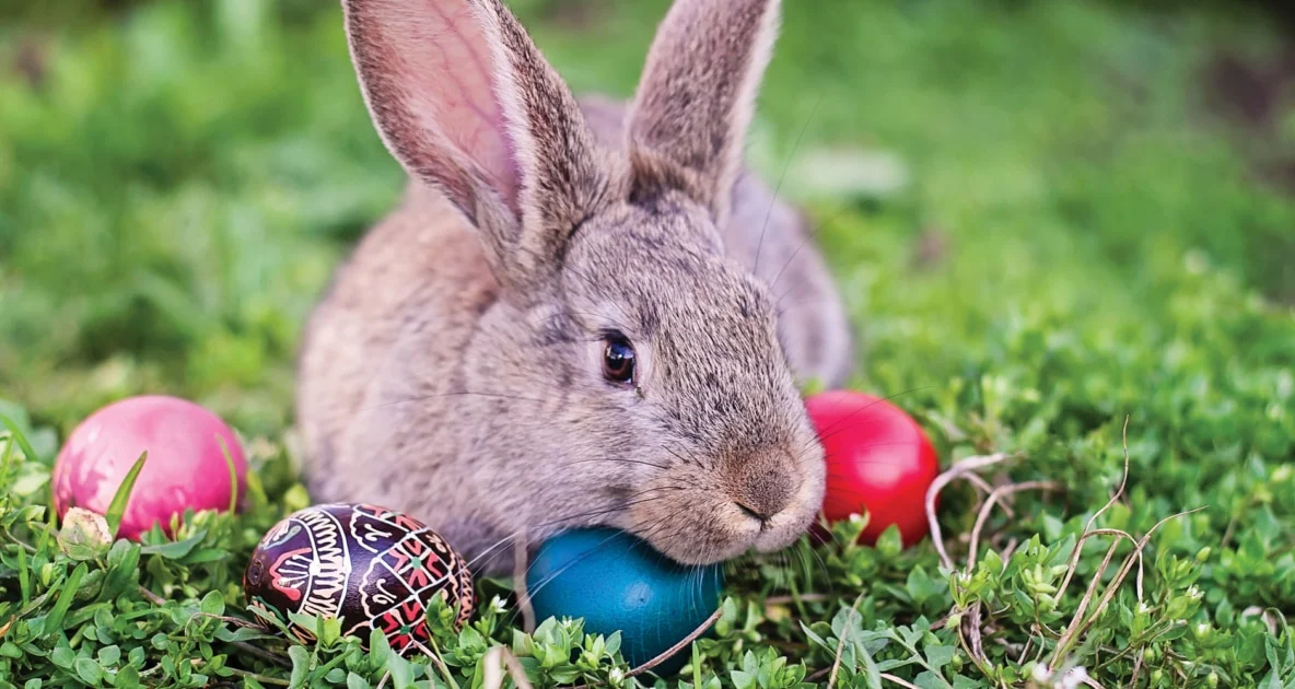 Osterhase